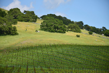 Fototapeta na wymiar Vineyards in Napa Valley in the spring.
