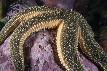 Polar Sea Star underwater in the St. Lawrence Estuary