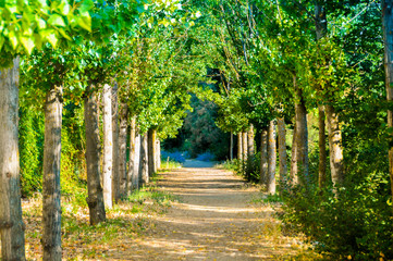 Fototapeta premium Beautiful path through the forest surrounded by trees. road near Aranjuez, Spain. Horizontal and in summer photo.