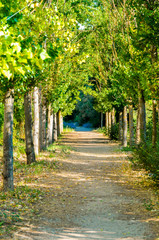 Fototapeta premium Enchanting path through the forest, road near Aranjuez, Spain. Vertical photo.