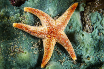 Blood Sea Star underwater in the St. Lawrence Estuary