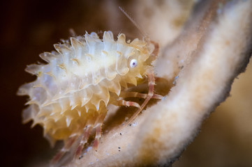 Small crustacean underwater on a sea sponge