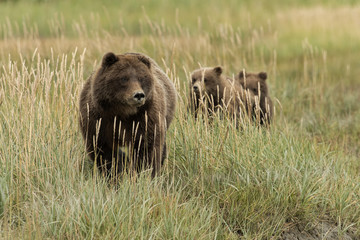 Brown bear mom & cubs;  Lake Clark NP;  Alaska