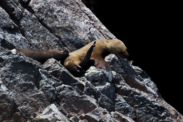 Sea lion on rock