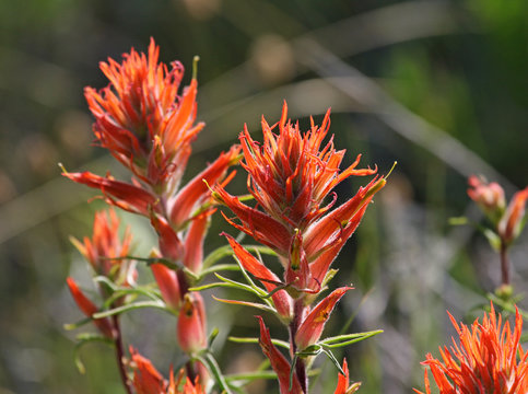 Wholeleaf Indian Paintbrush flowers (Castilleja integra) shot in Rocky Mountain National Park, Colorado.