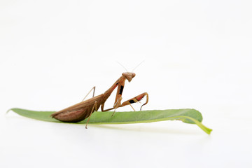 A mantis on a white background