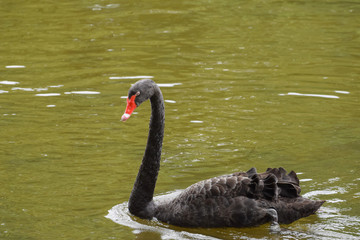 Black swan 