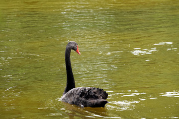 Obraz premium Black swan 