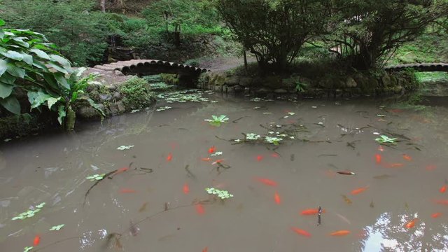 Japanese-style pond with red carps, bridges and walkways in the park