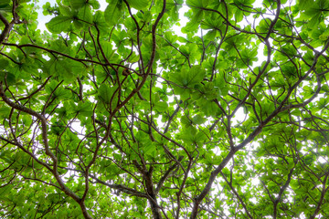 Hawaii Trees