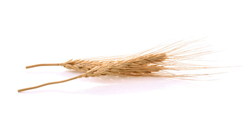 Barley on white background
