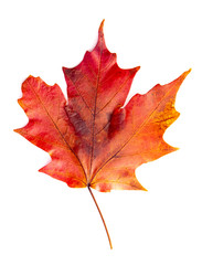 Read Single Colored Fall Leaf on a White Background