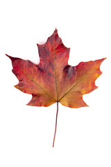 Read Single Colored Fall Leaf on a White Background