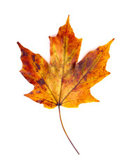 Read Single Colored Fall Leaf on a White Background