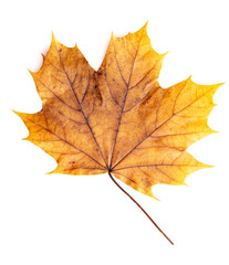 Read Single Colored Fall Leaf on a White Background