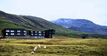 An ideally situated hotel on the Iceland fjords with a flock of sheep grazing