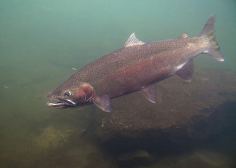 Underwater Steelhead