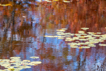 Lily pads in autumn coloured reflections water.