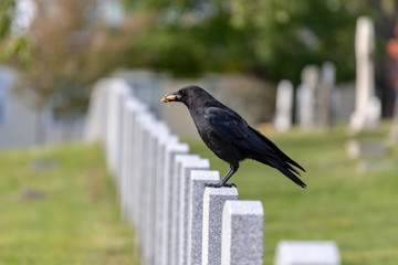 Crows feeding in Fort Massey military cemetery in Halifax, autumn colours.