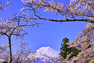 新倉山ハイキングコースから見る満開の桜と富士山

