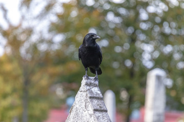 Crows feeding in Fort Massey military cemetery in Halifax, autumn colours.