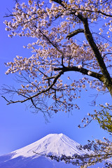 新倉山ハイキングコースから見る満開の桜と富士山

