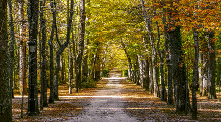 Fototapeta premium Camino en medio de un bosque de abedules y otros árboles en otoño. Los Jardines de la Granja, Real sitio de San Ildefonso, España. 