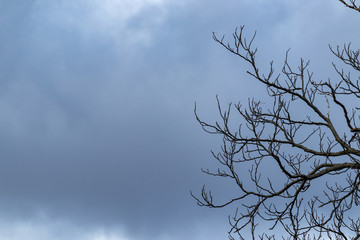 tree in the sky, sombre cloudy sky, autumn, overcast, sad