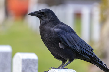 Crows feeding in Fort Massey military cemetery in Halifax, autumn colours.
