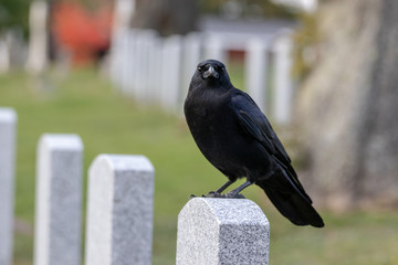 Fototapeta premium Crows feeding in Fort Massey military cemetery in Halifax, autumn colours.