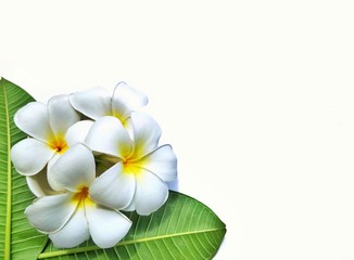 The arrangement of plumeria flowers are blooming with green leaves on isolated white background, top view with copy space