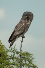 Great Gray Owl Tekiela 