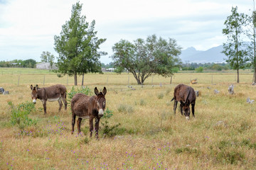 young donkeygrazing