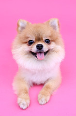 Fototapeta na wymiar Pomeranian dog smiling with pink backdrop.