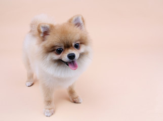 Pomeranian dog smiling with a light yellow background.