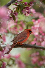 Northern Cardinal male taken in southern MN