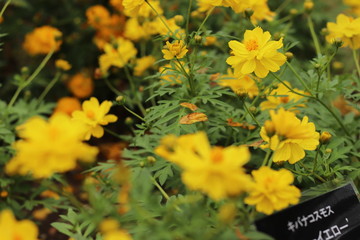 いろいろな秋桜