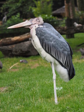 Marabu