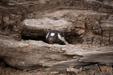Eastern Spotted Skunk taken in central MN under controlled conditions captive
