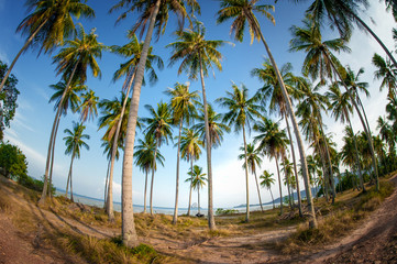 High coconut palm trees in public park on tropical island