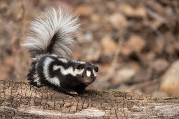 Eastern Spotted Skunk taken in southern MN under controlled condtions
