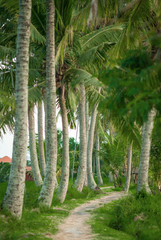 Jungle road through the palm forest on tropical island