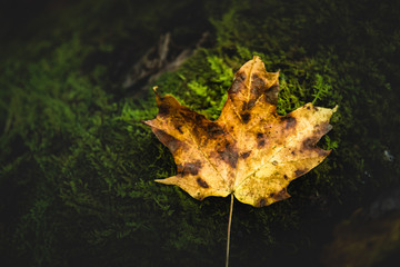 Dramatic lighting with yellow leaf