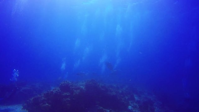 Coral sea mount in the waters near Cancun.