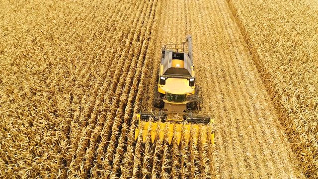 Aerial view of combine harvester harvesting ripe corn on harvest field. 4K