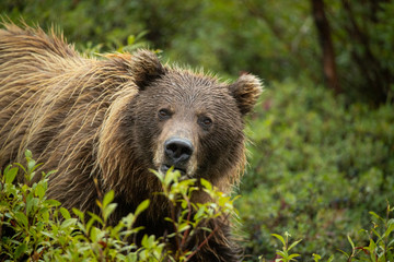 Fototapeta premium Grizzly Bear sow eating blueberries taken in Denali National Park Alaska