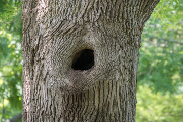 A big hole in the trunk of a big tree makes a nice place for a bird nest. A bokeh effect was...