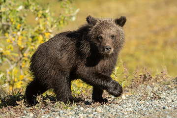 Grizzly Bear cub taken in northern Alaska, Denali NP © Stan