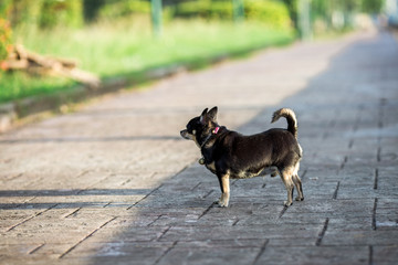 The background of the black Chihuahua puppy, which runs out in the morning, is a small pet that people care about.