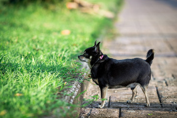 The background of the black Chihuahua puppy, which runs out in the morning, is a small pet that people care about.
